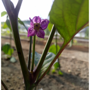 Rocoto gelbe Riesen Blüte