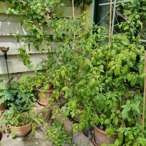 20190615_114843-rocoto-cuencano-terrasse.jpg