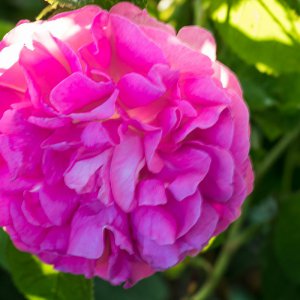 2019_06_08_uroma rose1.jpg