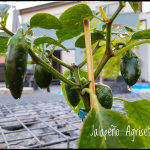 Jalapeño Agriset