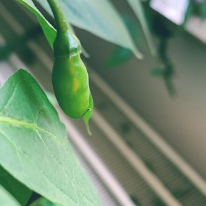 Aji Largo Indoor