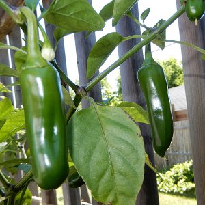 Yellow Jalapeno