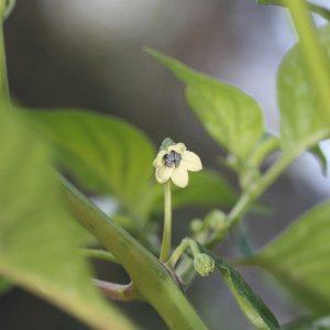 Trinidad Scorpion Yellow 2.JPG