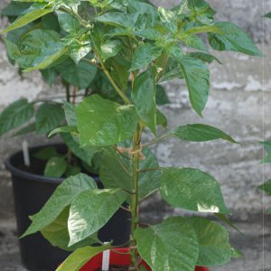 Trinidad Scorpion yellow 1.JPG