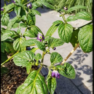 Rocoto Montufar - Blüten