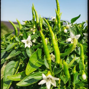 Thai Hot Orange - Beeren