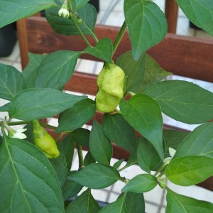 Scotch_Bonnet_White1ab.jpg