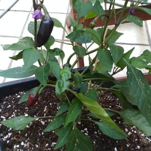 Serrano_Purple_2_Beeren.jpg