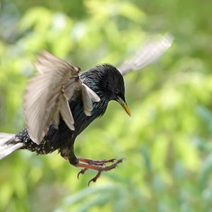 Starling