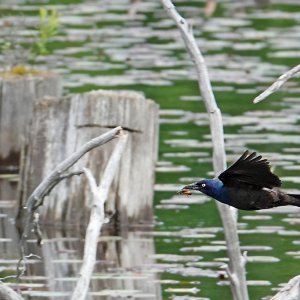 Grackle