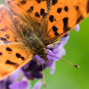 2019_06_21_lavendel schmetterling8.jpg