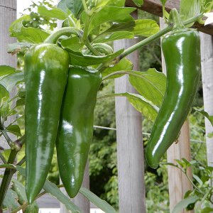 F2 Palermo Jalapeno