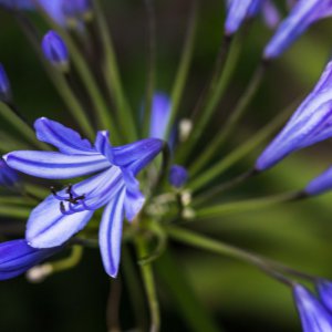 2019_07_06_agapanthus.jpg