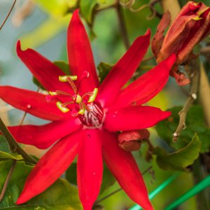 2019_07_06_passiflora vitifolia.jpg