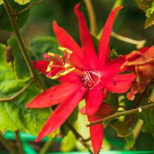 2019_07_06_passiflora vitifolia2.jpg