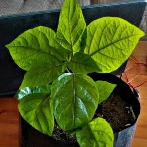 Bhut Jolokia