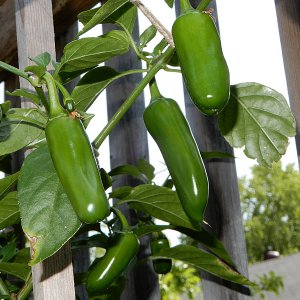 Yellow Jalapeno