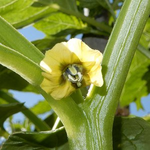 Tomatillo