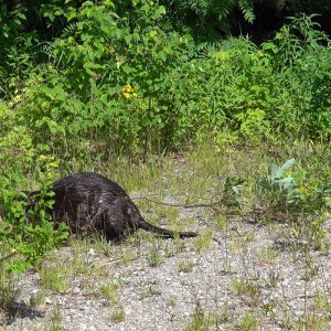 Biber mit Baum