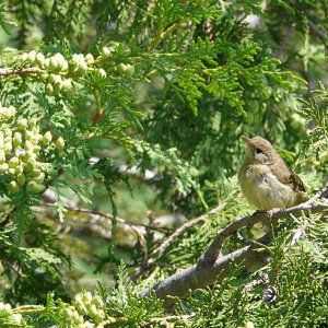 Yellowthroat