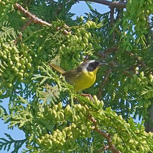 Yellowthroat_M