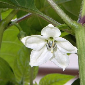 Annuum Blüte