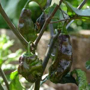 Black Bhut Yellow, 16.07.19