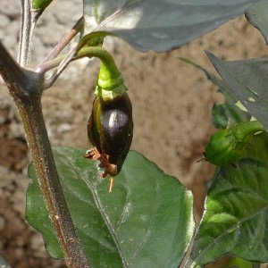 Black Bhut Yellow, 16.07.19