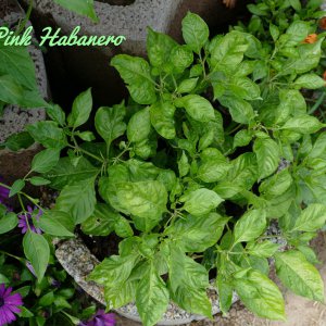 Pink Habanero