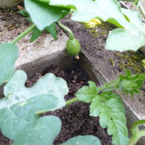 16.07.19 Mini Melone.jpg