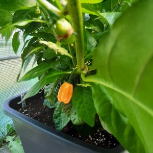 Scotch Bonnet MOA 16.7