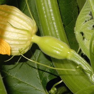 Acorn Squash Eichelkuerbis