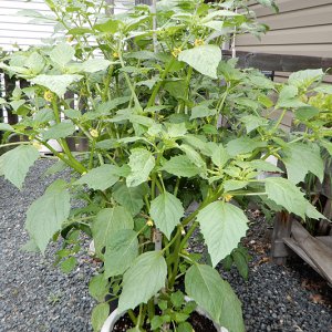 Physalis