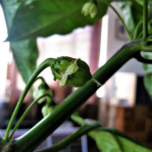 Habanero?