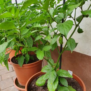 Heute mal ein Update von der Carolina Reaper