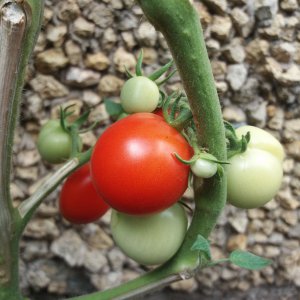 Tomate Tamina