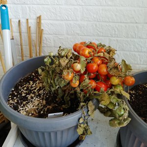 Stand 30.7.: Weitere kaputte Tomate