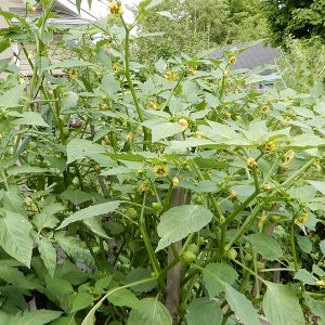 Tomatillo