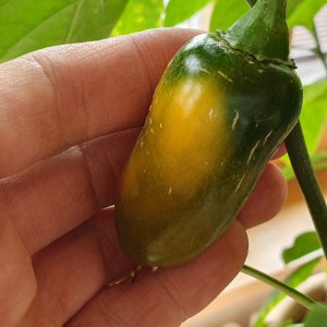 20190609_180522-jalapeno-yellow.jpg