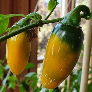 20190617_095758-jalapeno-yellow.jpg