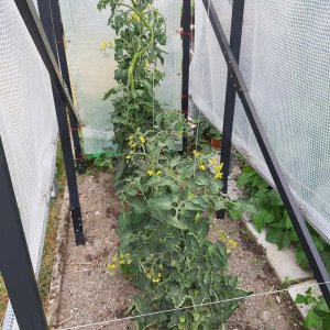 Tomaten 3.8