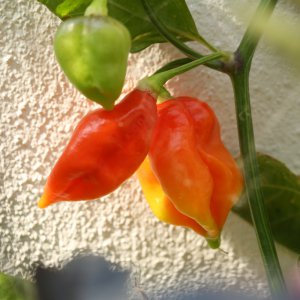 20190803-bhut-jolokia-HM6C7061.jpg