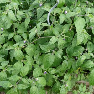 Rocoto Doppelfrucht, Beeren unter'm Röckelsche nicht geknipst