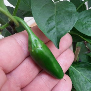 Jalapeno Samira F1