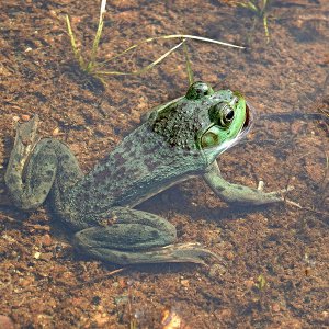 Frosch