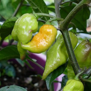 Naga Viper x Purple Bhut Yellow