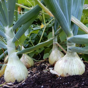 Exhibition Onions