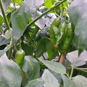 Aji Rojuco