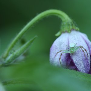 20190810-rocoto-cuencano-krabbenspinne-HM6C7153.jpg