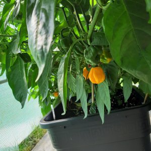 Scotch Bonnet MOA 21.8.